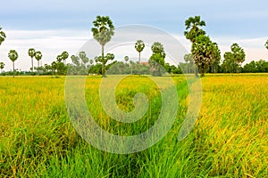 Sugar palm tree on rice field.