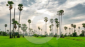 Sugar palm tree and rice field in Thailand with beautiful sunset sky. Beautiful pattern of sugar parm tree. Green rice farm