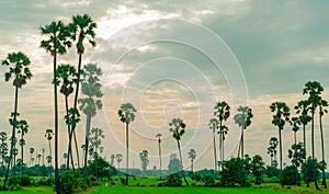 Sugar palm tree and rice field in Thailand with beautiful sunset sky. Beautiful pattern of sugar parm tree. Green rice farm