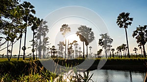 Sugar palm tree and rice filed background. Sugar palm tree in sunset background