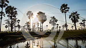 Sugar palm tree and rice filed background. Sugar palm tree in sunset background