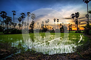 Sugar palm tree and rice sunset