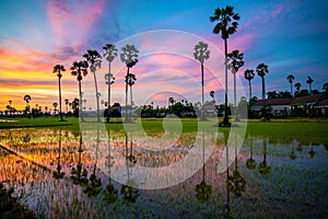 Sugar palm tree and rice sunset