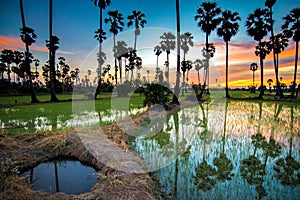 Sugar palm tree and rice sunset