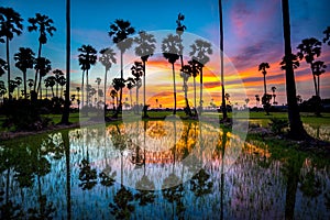 Sugar palm tree and rice sunset