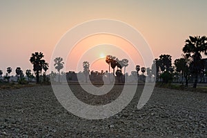 Sugar palm tree in rural scene on sunset time, Thailand