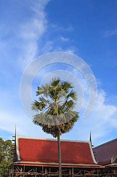 Sugar palm tree