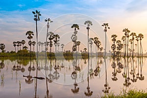 Sugar palm tree or Toddy palm field in beautiful sunrise at Sam Khok, Pathum Thani, Thailand