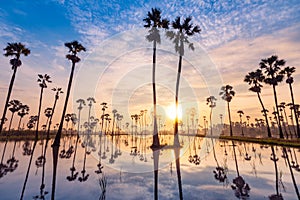 Sugar palm tree or Toddy palm field in beautiful sunrise at Sam Khok, Pathum Thani, Thailand