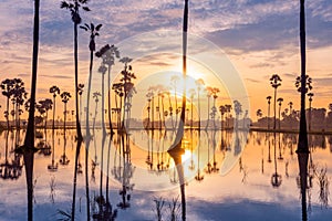 Sugar palm tree or Toddy palm field in beautiful sunrise at Sam Khok, Pathum Thani, Thailand