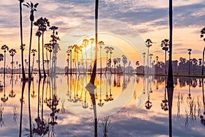 Sugar palm tree or Toddy palm field in beautiful sunrise at Sam Khok, Pathum Thani, Thailand