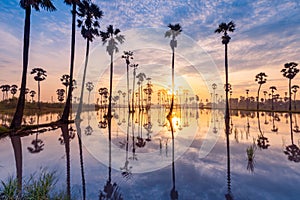 Sugar palm tree or Toddy palm field in beautiful sunrise at Sam Khok, Pathum Thani, Thailand