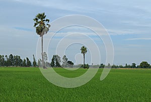 Sugar palm tree or toddy palm tree in field rice