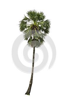 Sugar palm tree on white background.