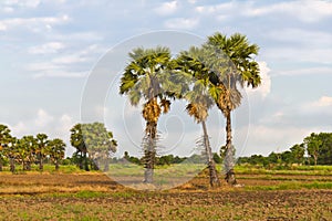 Sugar palm trees