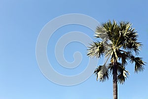 Sugar palm trees on blue sky background