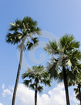 Sugar palm trees on the blue sky background