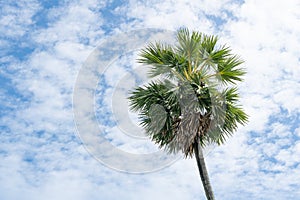 sugar palm trees with blue sky and clouds