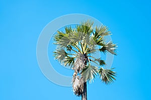 Sugar palm trees with blue sky in summer