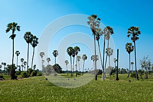 Sugar palm trees with blue sky in summer