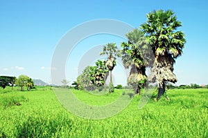 Sugar palm trees in the field