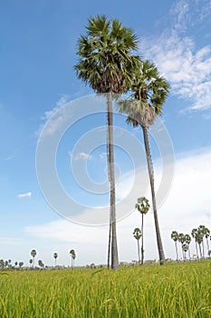 Sugar palm trees in the field