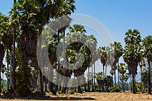 Sugar palm trees at filed on natural