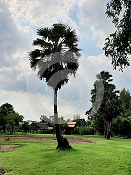 Sugar palm trees in the grassy field