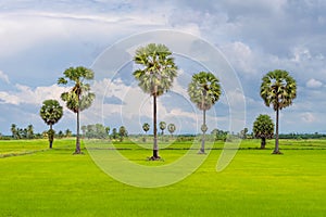 Sugar palm trees and green rice field.