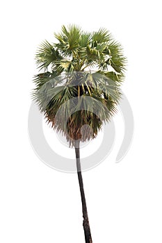Sugar palm trees isolated
