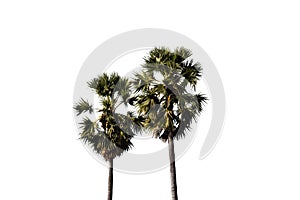 Sugar palm trees isolated