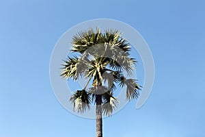 Sugar palm trees middle on blue sky background