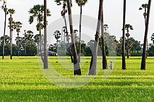 Sugar palm trees on the paddy field