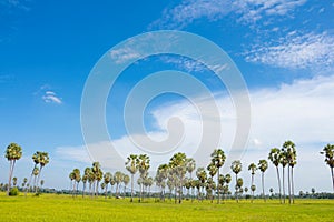 Sugar palm trees in the paddy field