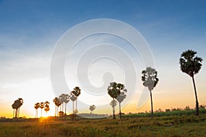 Sugar palm trees on the paddy field in early morning