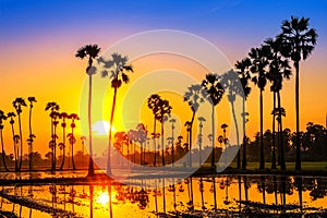 Sugar palm trees on the paddy field in sunrise Pathum Thani Province, Thailand