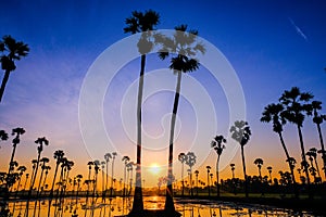 Sugar palm trees on the paddy field in sunrise Pathum Thani Province, Thailand