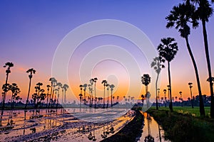 Sugar palm trees on the paddy field in sunrise,Pathum Thani Province, Thailand