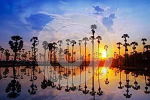 Sugar palm trees on the paddy field in sunrise,Pathum Thani Province, Thailand