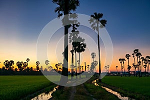 sugar palm trees and paddy rice field along water swamp at dusk