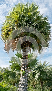 Sugar palm trees in a park