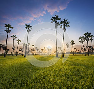 Sugar palm trees in the rice field at misty morning,countryside of Thailand surrounded by lush green plants