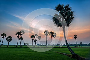 Sugar palm trees on rice paddy.