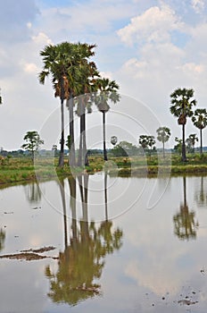 Sugar palm trees on the ridges and reflection in the water field