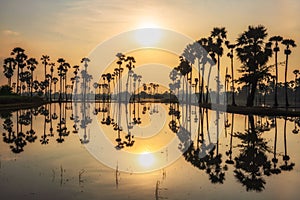 sugar palm trees with skyline reflection at sunrise