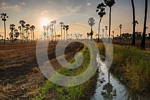 sugar palm trees at sunrise, Sam Khok, Pathum