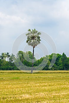 Sugar palm trees surrounded