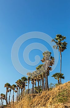 Sugar palm trees or Toddy palm trees borassus flabellifer at laem phrom thep cape phuket, thailand