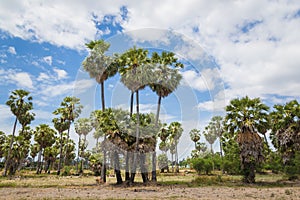 Sugar palms (borassus flabellifer) Asian Palmyra palm