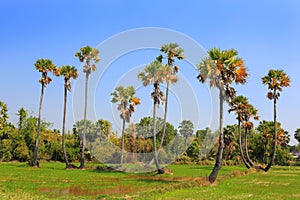 Sugar palms tree